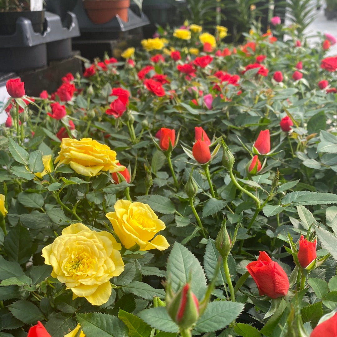 Miniature Rose - Colour Paradise Greenhouses