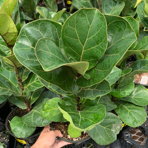 Fiddle Leaf Fig, Dwarf