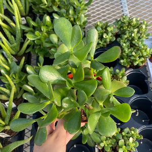 Jade