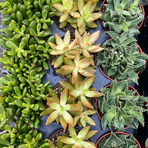 Succulents, Assorted 4"