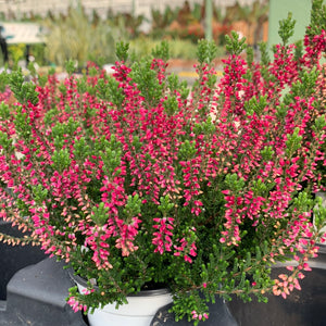 Common Heather, Calluna Vulgaris