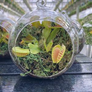 Venus Fly Trap