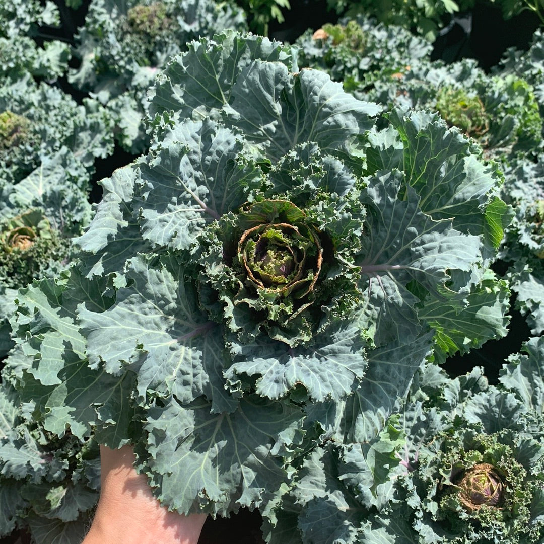 Ornamental Kale