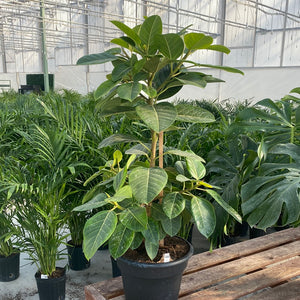 Ficus Audrey Standard