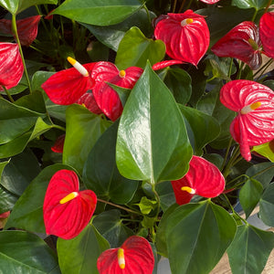 Anthurium