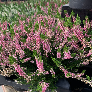 Common Heather, Calluna Vulgaris