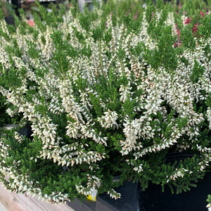 Common Heather, Calluna Vulgaris