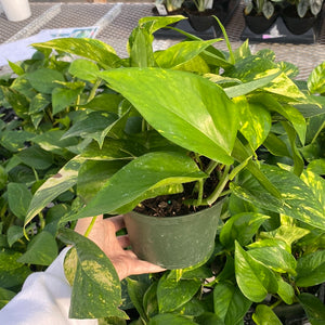Pothos Hawaiian