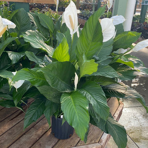 Peace Lily, Spathiphyllum Sweet Pablo