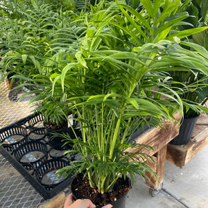 Parlour Palm