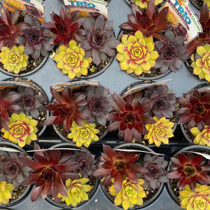 Hens & Chicks, Sempervivum