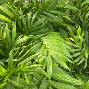 Parlour Palm