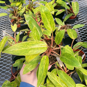 Philodendron Painted Lady