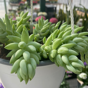 Burrows Tail Hanging Basket