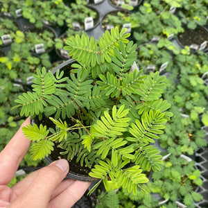 Sensitive Plant, Mimosa