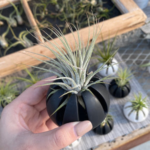 Airplant, with pot