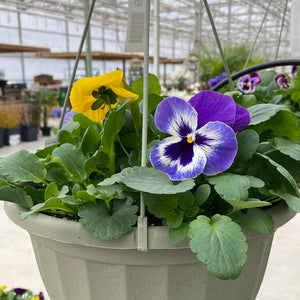 Pansy Hanging Basket