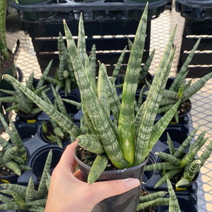 Sansevieria Boncel Starfish