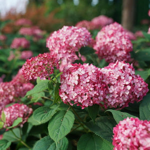 Hydrangea Invincibelle Ruby