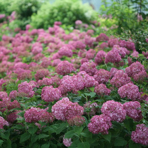 Hydrangea Invincibelle Mini Mauvette