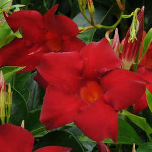 Mandevilla, 4" pots