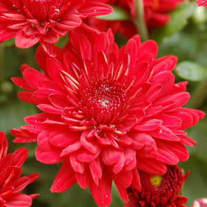Fall Mum 'Radiant Red'