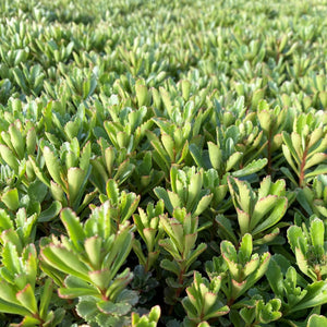 Sedum Winter Mahogany