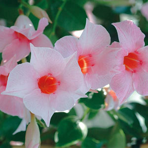 Mandevilla, 4" pots