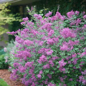 Lilac Bloomerang Dark Purple