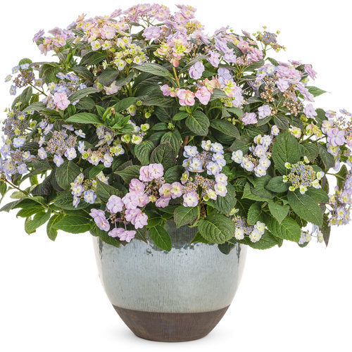 Hydrangea, Tiny Tuff Stuff