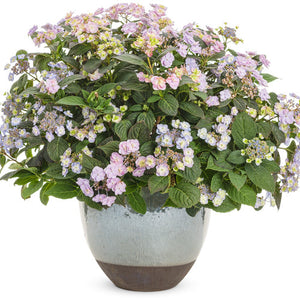 Hydrangea Tiny Tuff Stuff